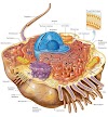 Cell Biology, Cell Structure 