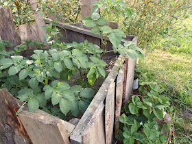 friedensgarten,osnabrück,garten,naturgarten,meinosnabrück,osnabrueck