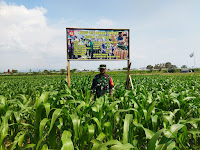 Anggota Kodim Tegal Pantau Tanaman Jagung Berumur 44 Hari