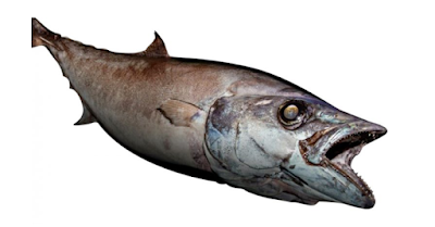 Tips Cara Memancing Ikan Escolar si Ikan Setan (oilfish)