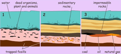 The fossils