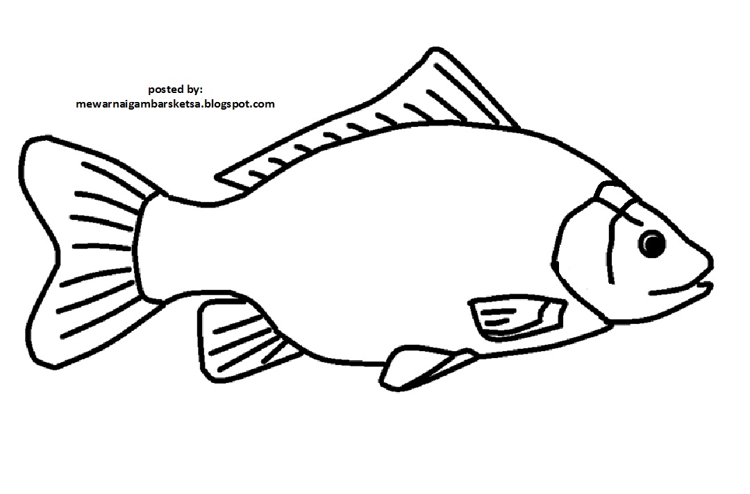 Mewarnai Gambar  Mewarnai Gambar  Sketsa Hewan Ikan  10