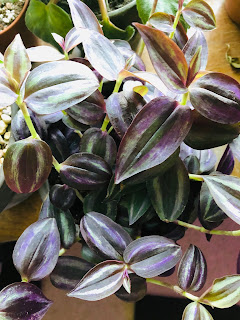 Wandering Jew houseplant care including water, light, soil, pot, pests, poison, propagation, and more!