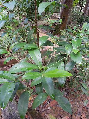 Hidup Biar Allah Sayang: Hutan Botanikal Air Keroh 