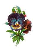 Free Flower Clip Art: Antique Pansy Die Cut from Victorian Scrapbook (flwscrp )