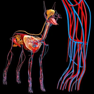 imagens-3d-anatomy-anatomia-veterinaria-veterinary-animal