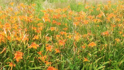 Ditch lily - Hemerocallis fulva