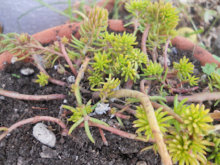 planta suculenta sedum