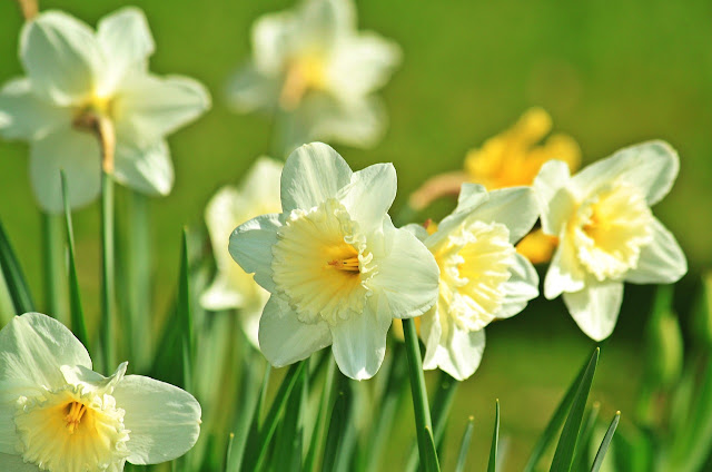 The Meaning of Daffodil Flower