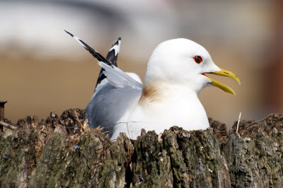 Unwaarsfûgel - Stormmeeuw - Larus canus