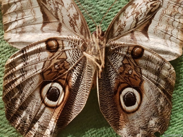 Butterfly that mimic an owl! Natural History Museum in Stockholm