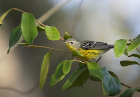 Magnolia warbler, Mexico -Simon Colenutt The Deskbound Birder
