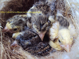 HIBRIDOS DE CARDUELIS SPINUS ANCESTRAL X SERINUS CANÁRIA