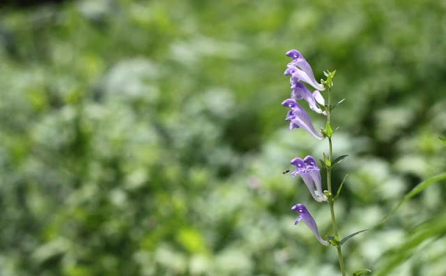 Baikal Skullcap Flowers Pictures