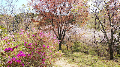 弘川寺の桜(河南町)