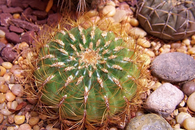 Oroya peruviana