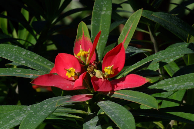 Euphorbia punicea