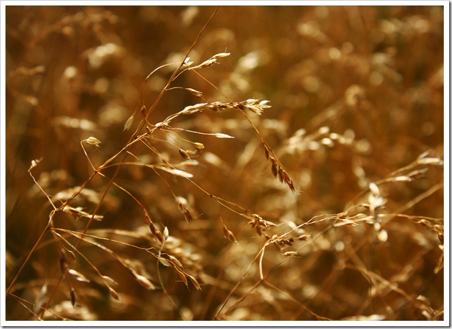 wheat