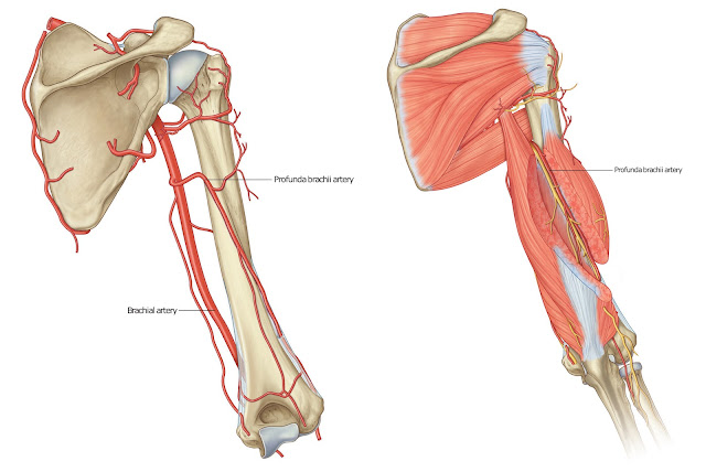 Brachial artery