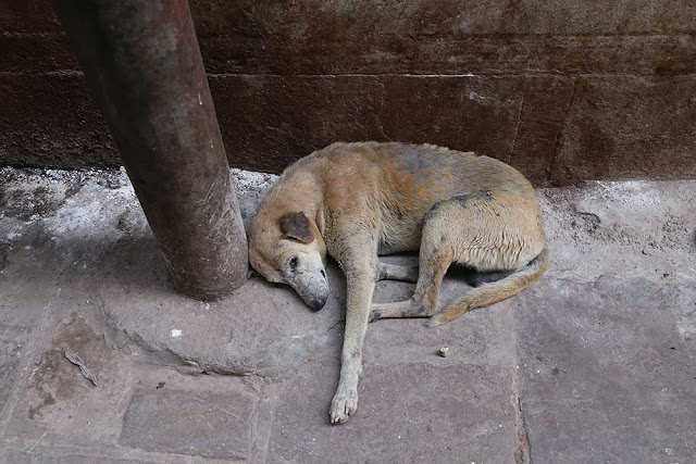 street dogs of india varanasi 