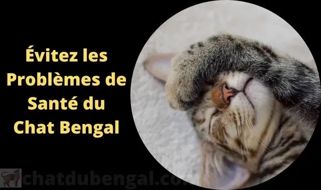 Chat Bengal