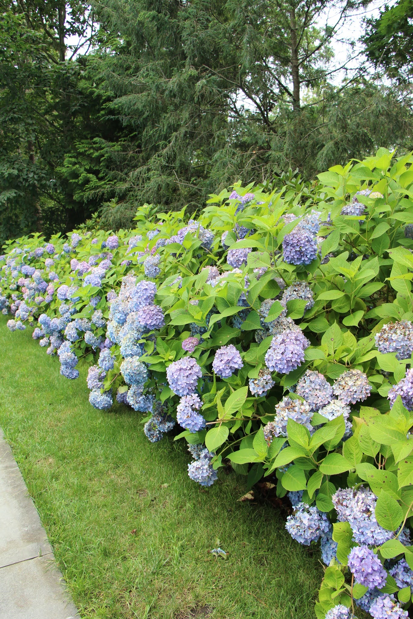 east hampton, hamptons, hydrangeas, long island, summer, travel guide