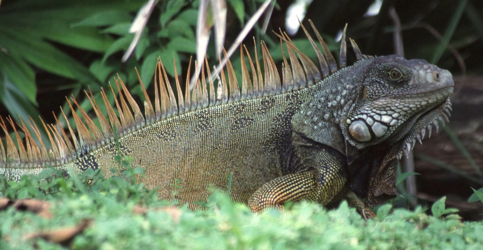 All About Our Pets: Are Iguanas a good choice for a pet?