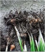 drying daffodil bulbs