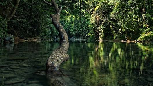 konservasi gunung leuser