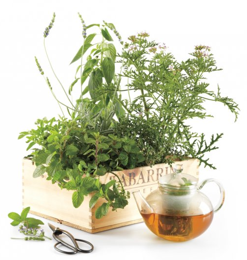 A Homemade Herbal Tea Garden!