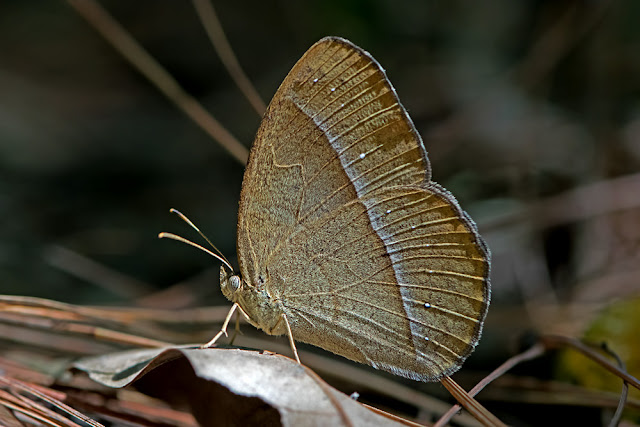 Mycalesis francisca the Lilacine Bushbrown butterfly