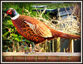 pheasant in garden