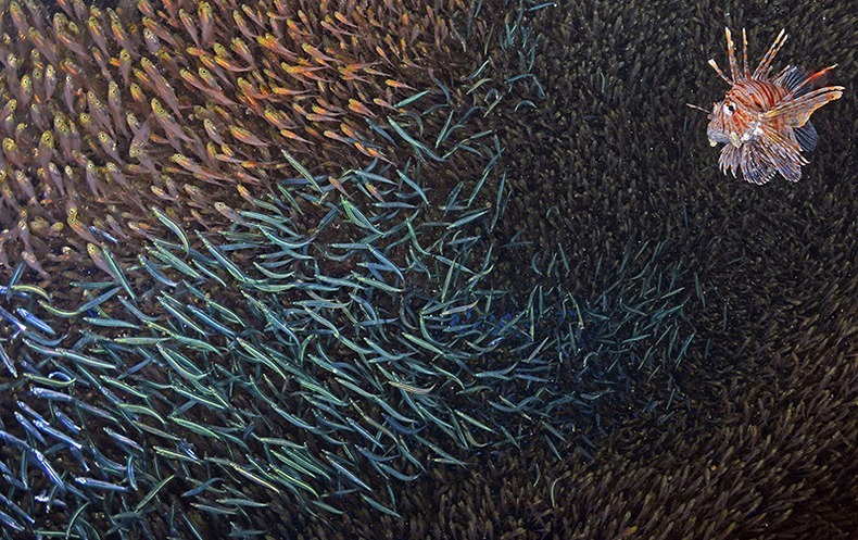 miami-underwater-photo-contest-4