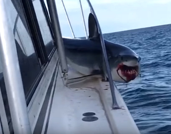 Tubarão pula dentro de barco - Img 1