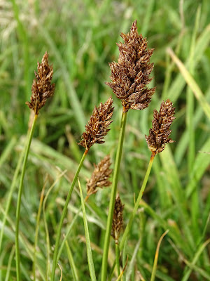 Carex gayana
