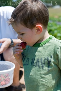 Scott tasting berry blog