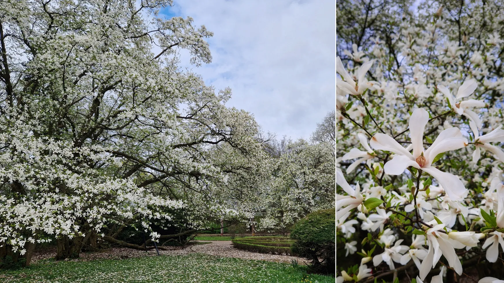 białe drzewa magnolii w parku Skaryszewskim