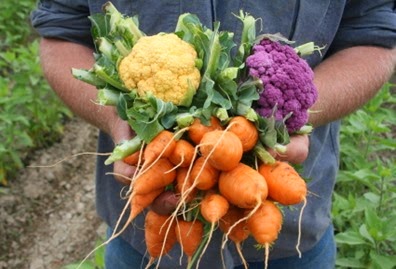 Hands Holding Vegetables