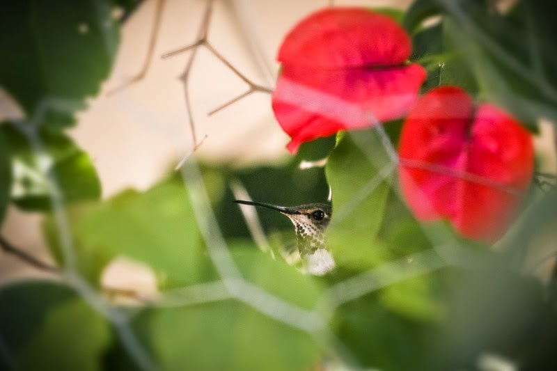 hummingbird-9