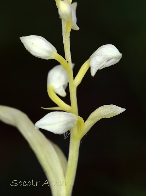 Cephalanthera erecta