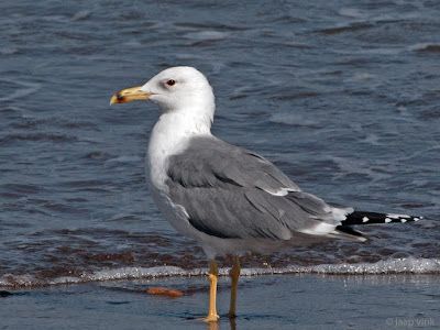 Larus armenicus