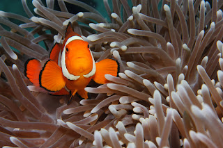 clownfish ocellaris anemone