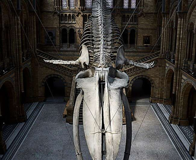 Hope's skull, which hangs in the Museum's Hintze Hall, was sampled for this study. This photograph, taken while the Museum was closed due to the COVID-19 pandemic, will appear on the cover of Science on October 28. The Natural History Museum's Trustees