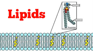 Which Macromolecule Stores Energy