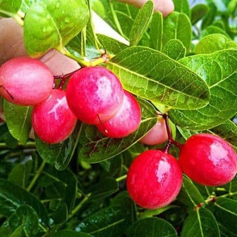 bibit natal plum cangkok langsung pembudidaya Margorejo