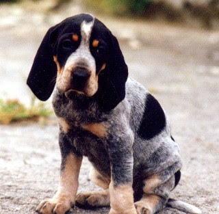 Basset Bleu de Gascogne Puppies