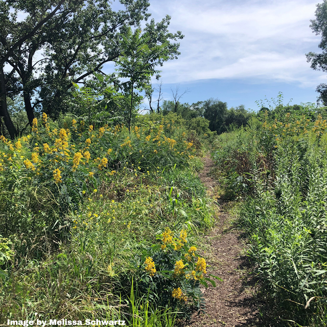 A slight ridge guided us through a bouquet of flowers at Walking Stick Woods in Chicago.