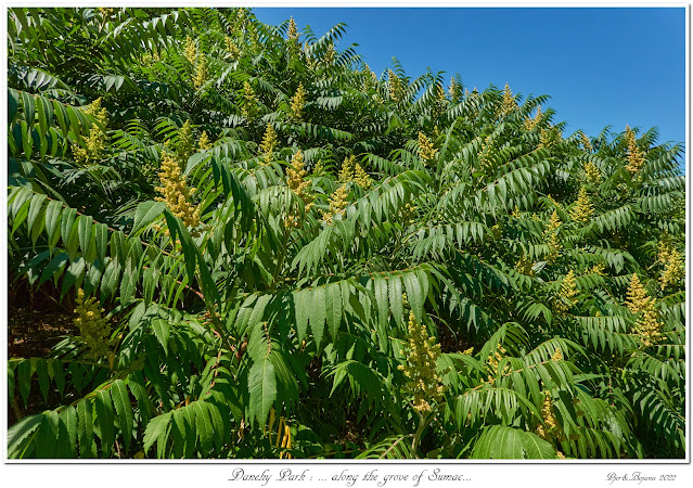 Danehy Park: ... along the grove of Sumac...