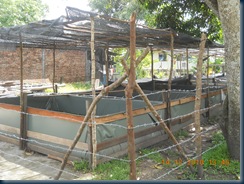 kolam kanvas - http://kelisabah.blogspot.com/