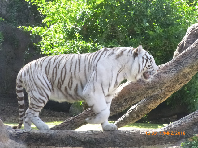 Loro Parque Loro Park Teneriffa Tiger